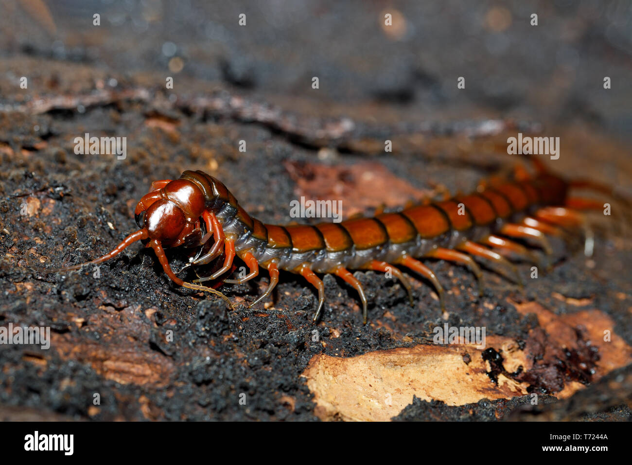 Centipede sur la faune de Madagascar arbre moussu Banque D'Images