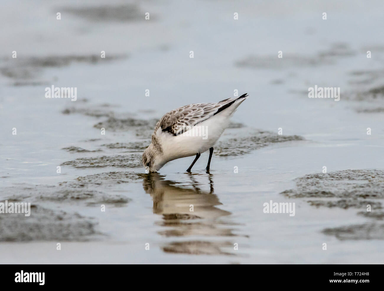 Les bécasseaux sanderling plumage d'hiver seulement Banque D'Images