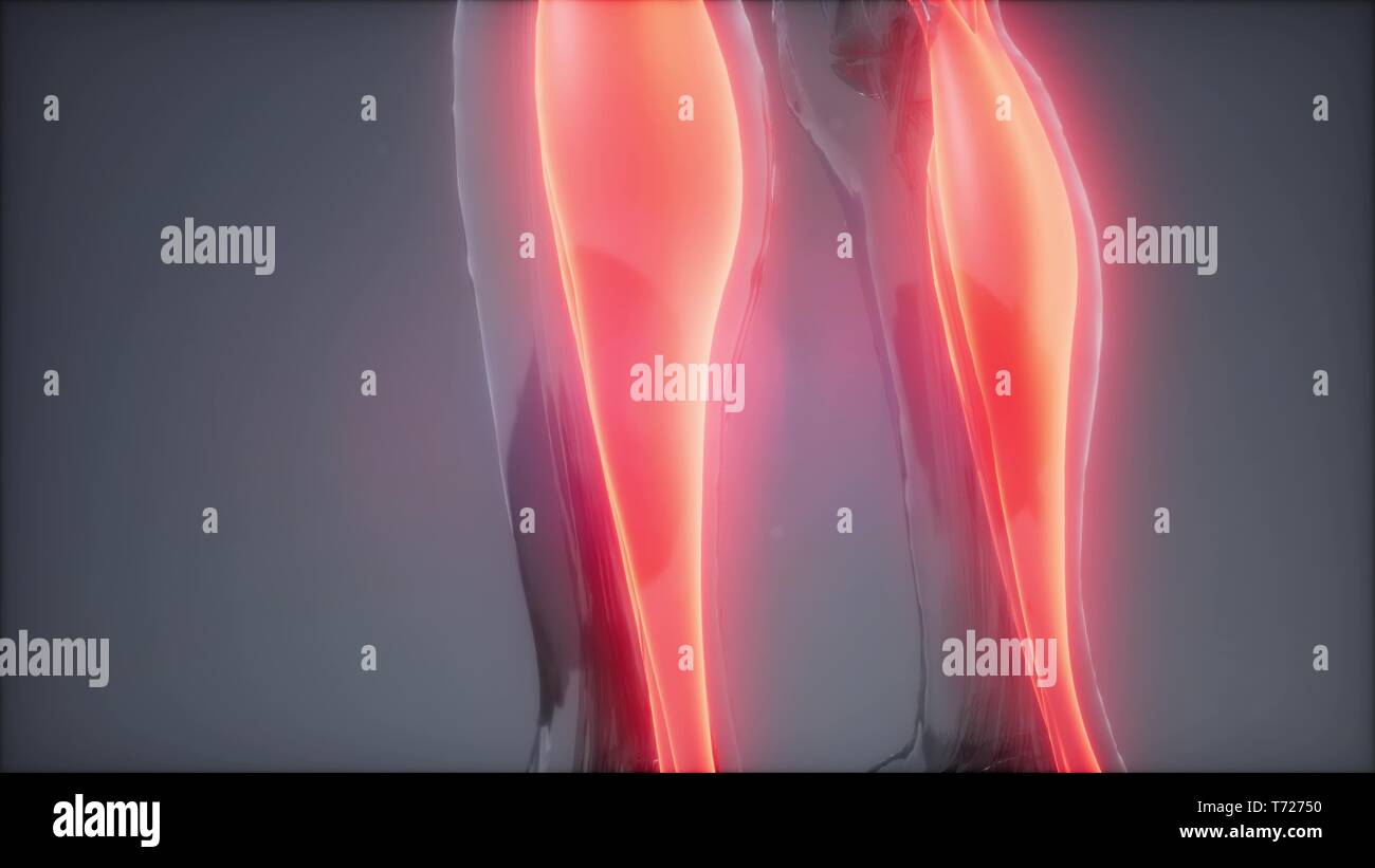 Anatomie du muscle gastrocnémien- Visible site Banque D'Images