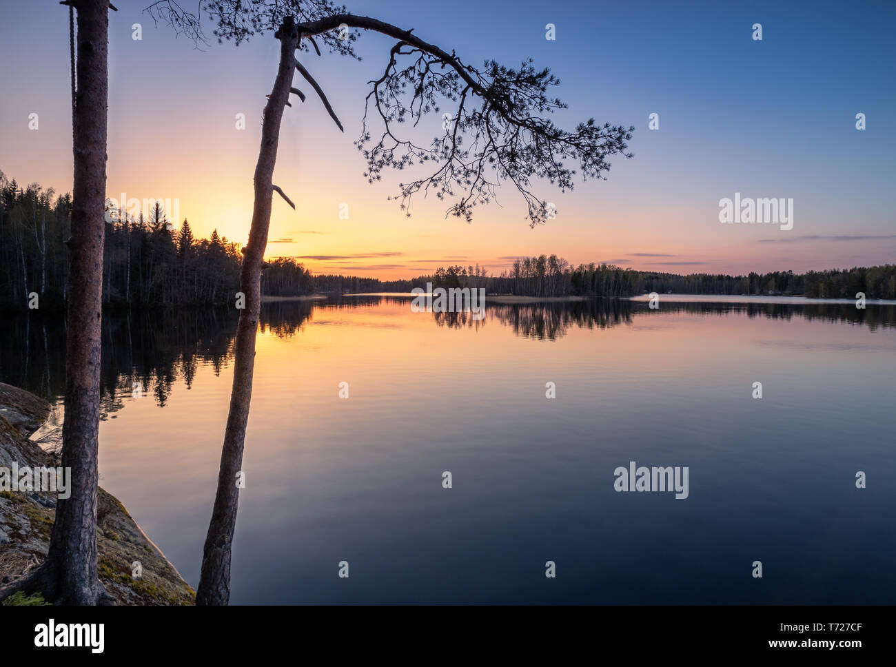 Paysage panoramique avec le coucher du soleil, le lac paisible et les racines des arbres au calme soirée de printemps en Finlande Banque D'Images