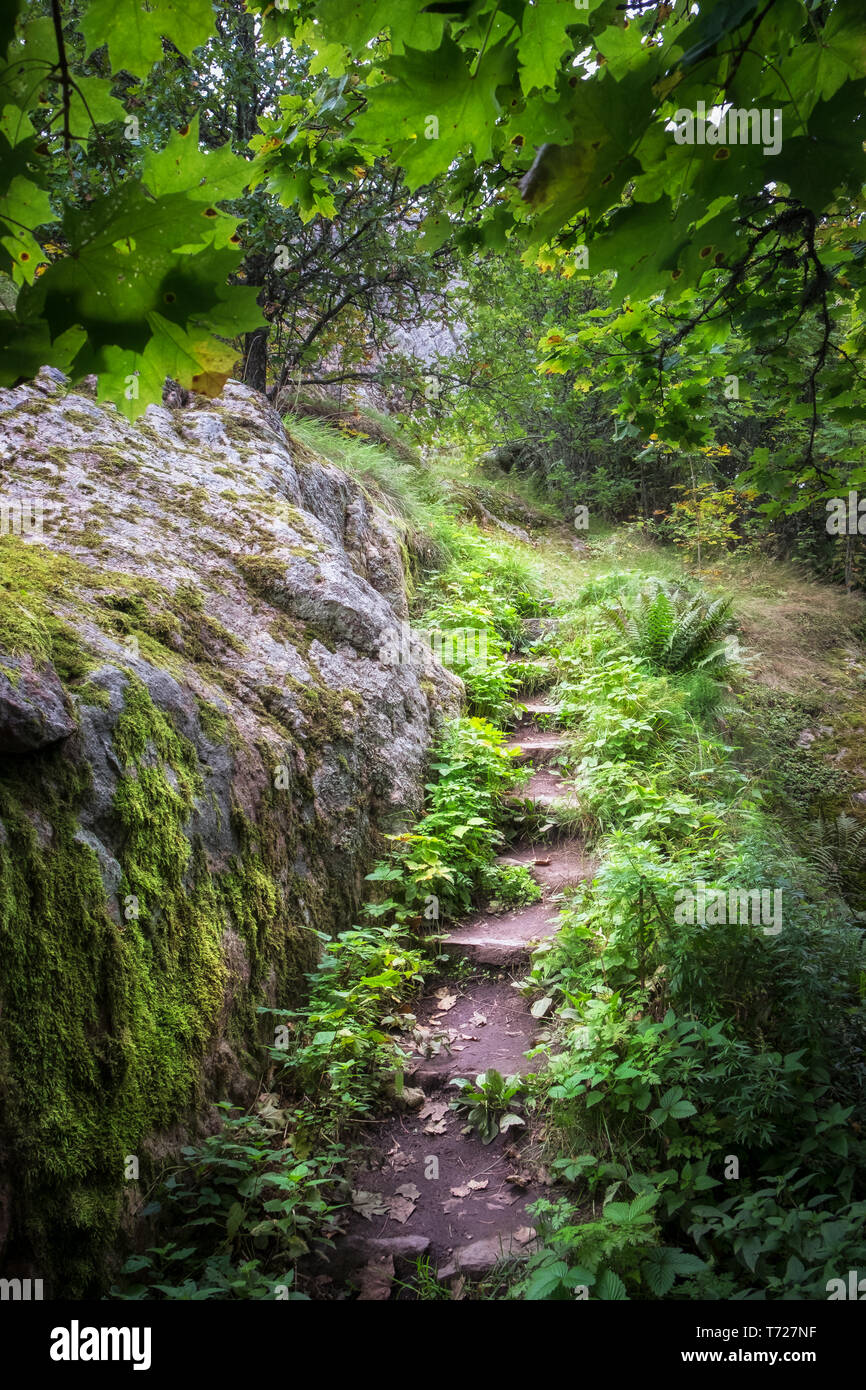 Forêt idyllique escaliers avec feuille verte et forêt à la journée d'été en Finlande Banque D'Images