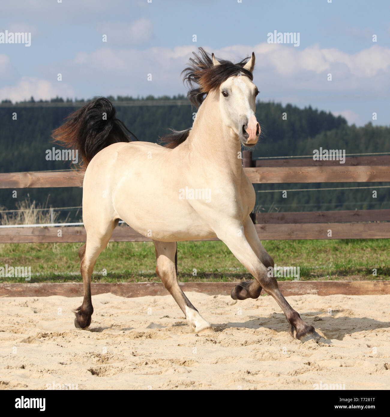 Photo cheval palomino cheap