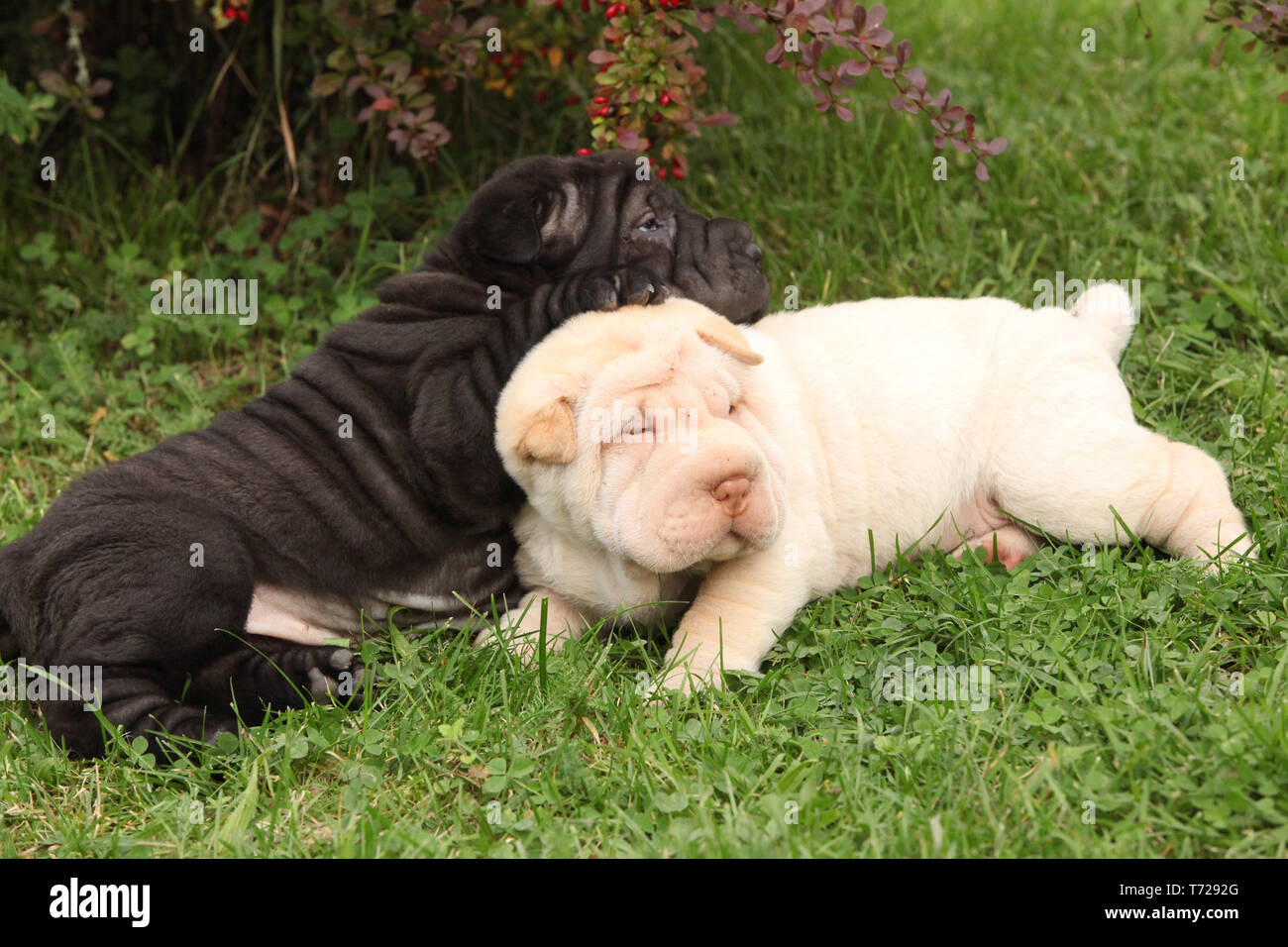 Deux chiots sharpei couché ensemble dans le jardin Banque D'Images