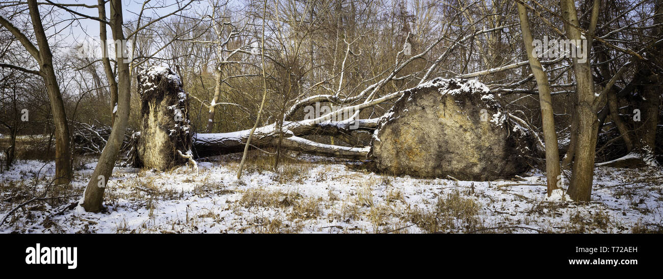 Arbres endommagés à la suite d'une tempête en hiver Banque D'Images