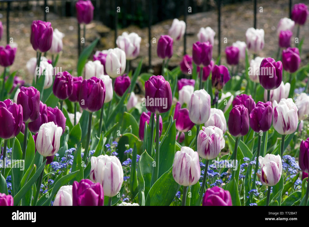 Drapeau pourpre tulipes (blanc) et un drapeau flamboyant Banque D'Images