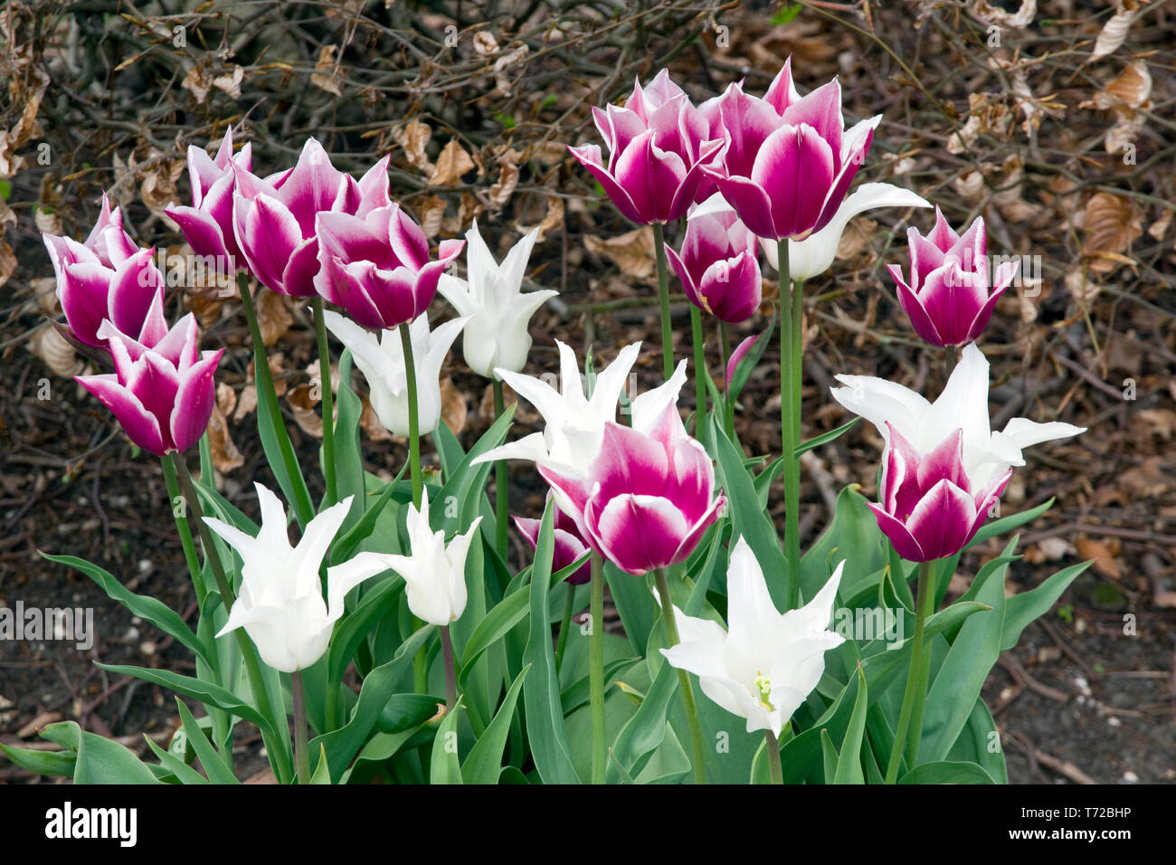Tulipes tres chic (blanc) et Claudia Banque D'Images