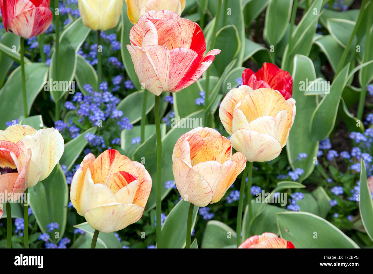 Tulip Silver Stream Banque D'Images
