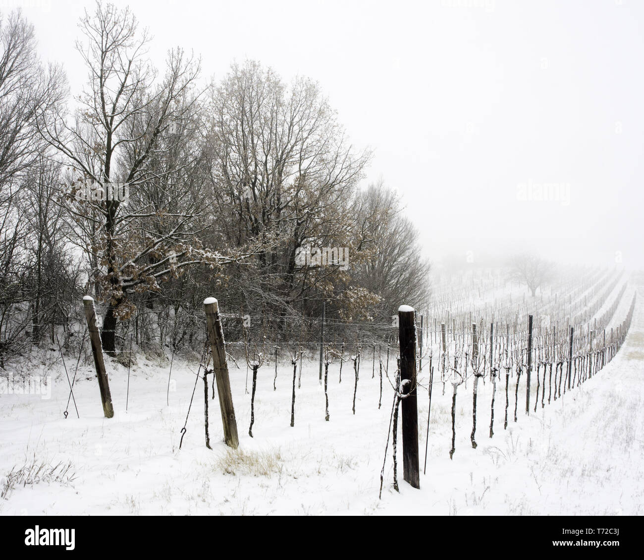 Vignoble en hiver Banque D'Images