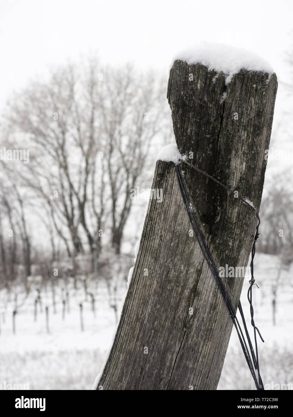 Vignoble en hiver Banque D'Images