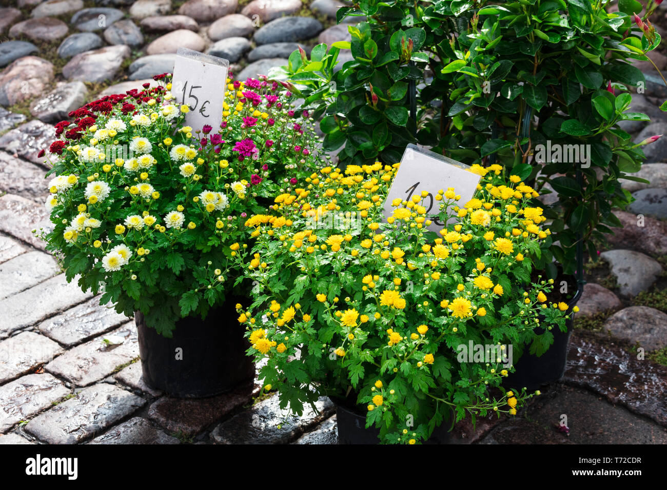 Vente de fleurs dans la rue sous la pluie Banque D'Images