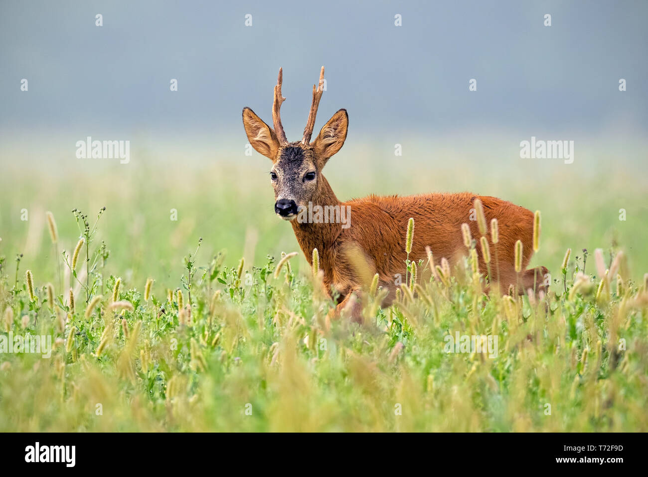 Chevreuil buck marcher dans l'herbe haute en été Banque D'Images