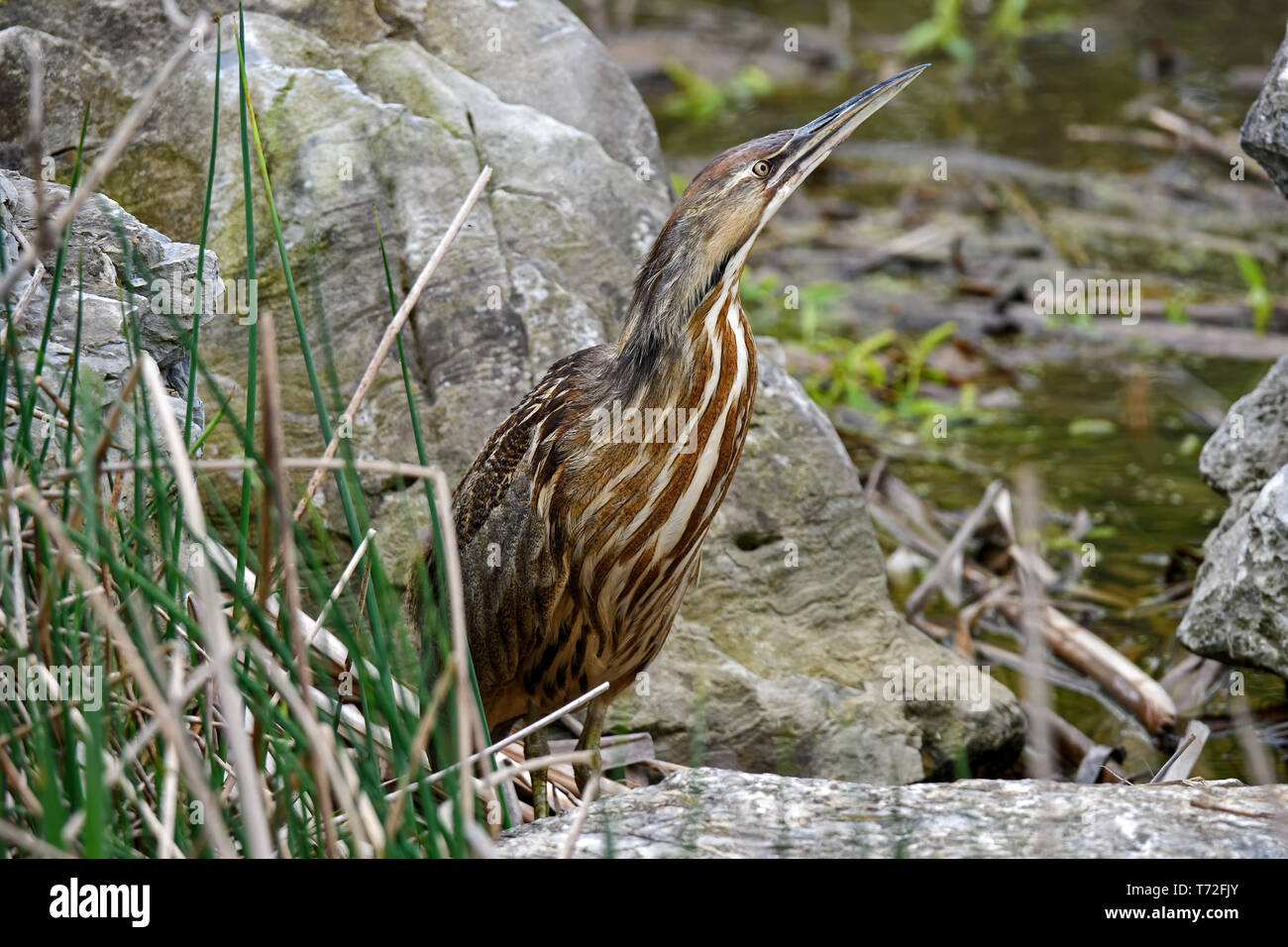 Butor dans un marais. C'est une espèce d'oiseau échassier de la famille des hérons du Pélican. Banque D'Images