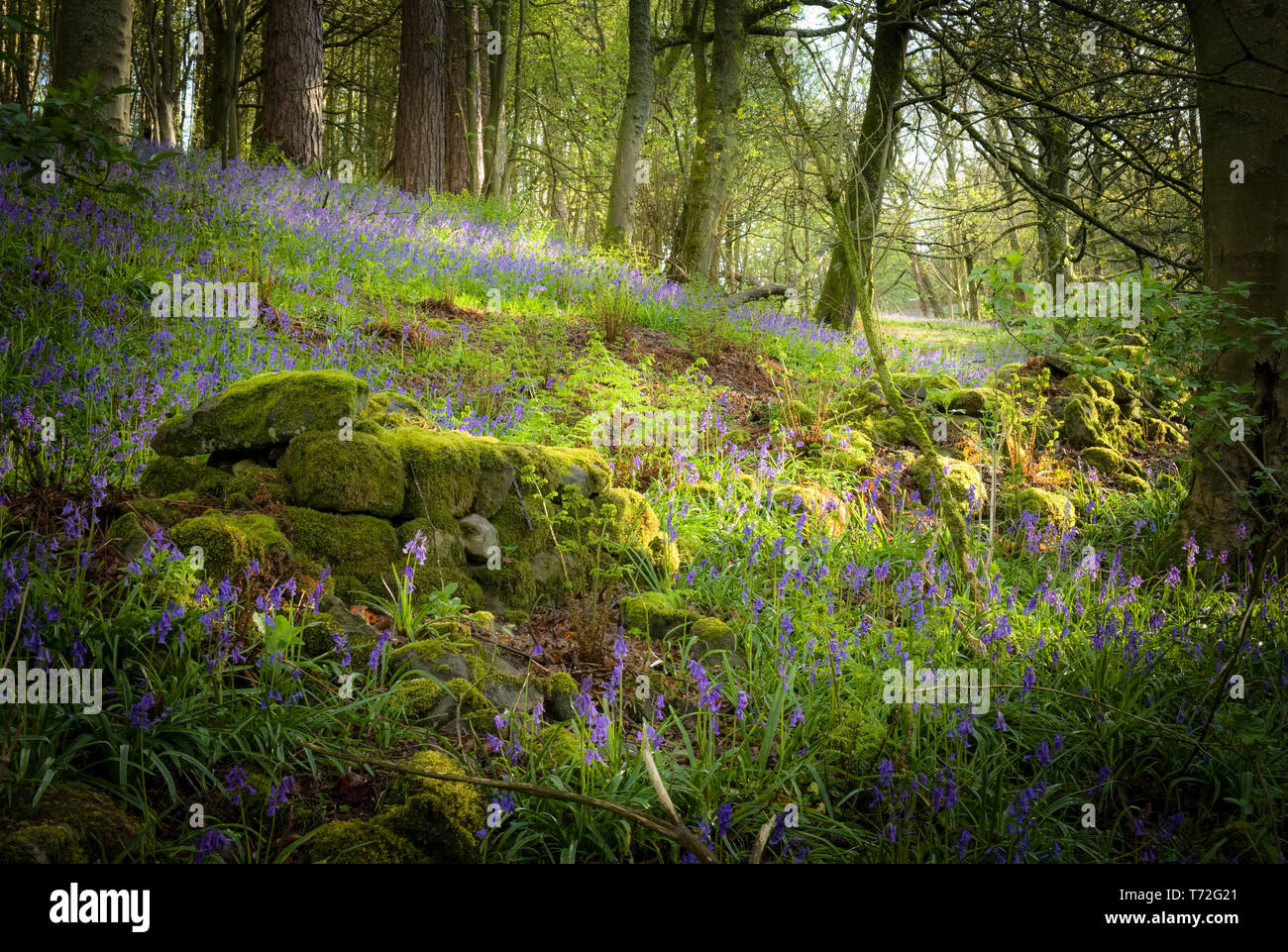 Bluebell, forêt près de Harrogate dans le North Yorkshire Banque D'Images