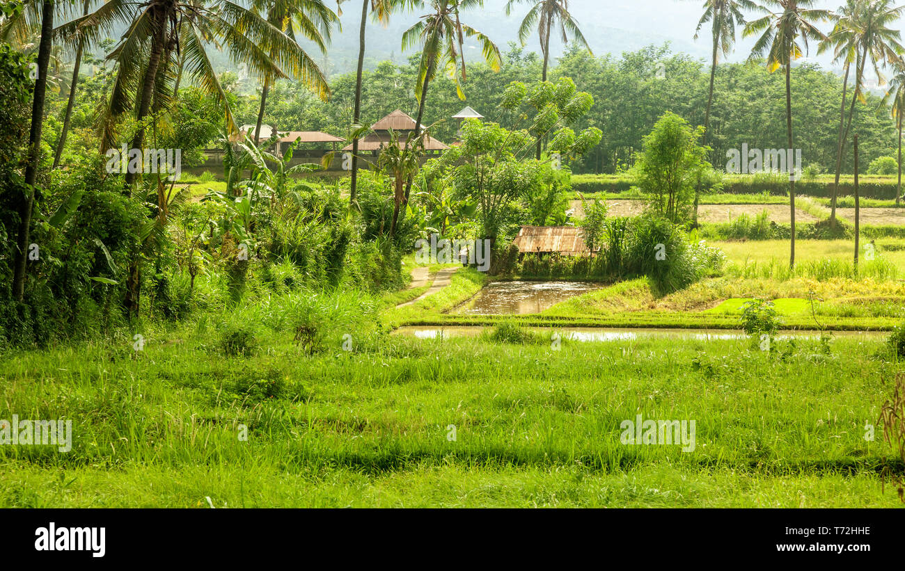 Paysage verdoyant Bali avec champ de riz vert Banque D'Images