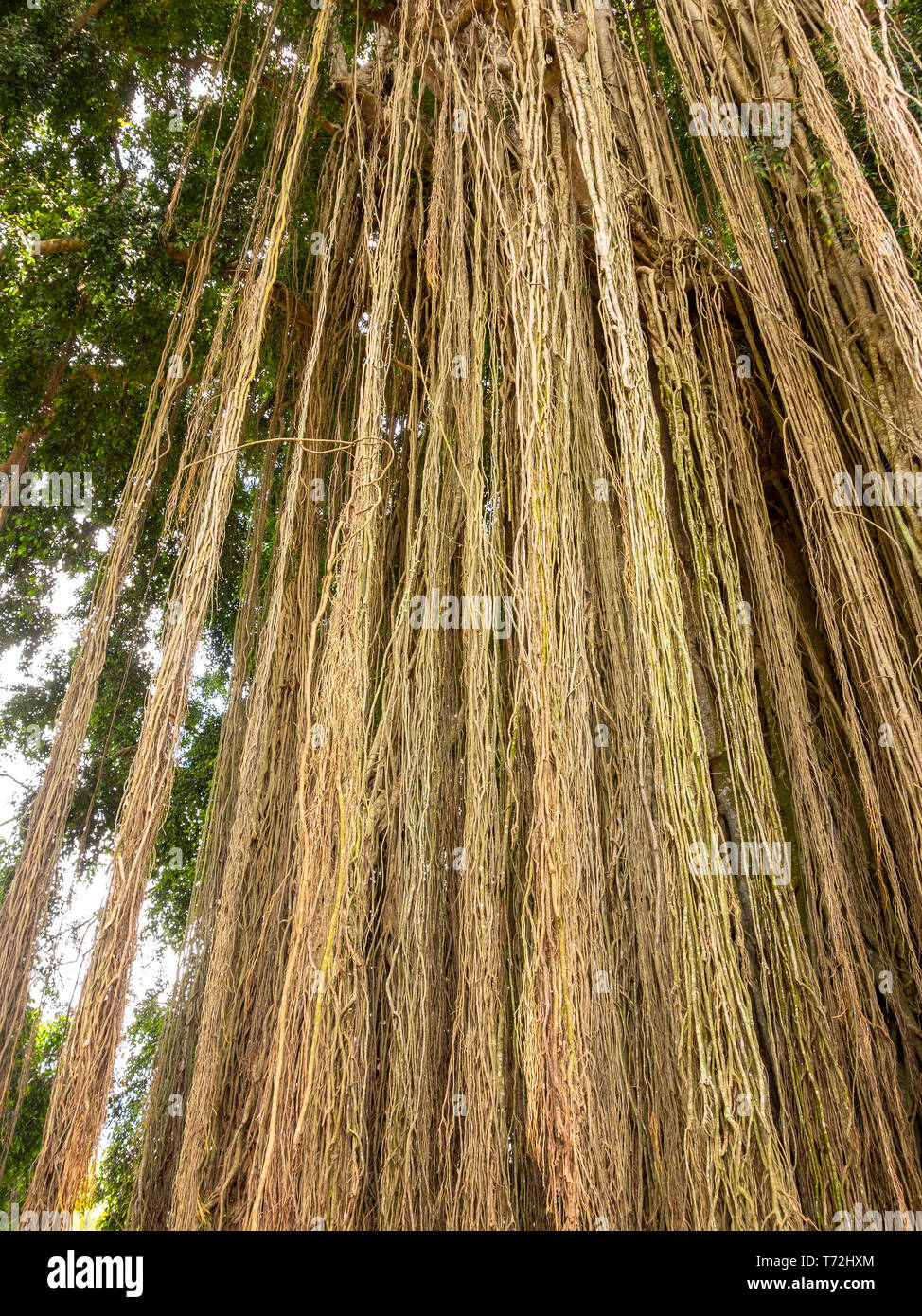 Antenne arrière longue ou des racines adventives sur tree Banque D'Images