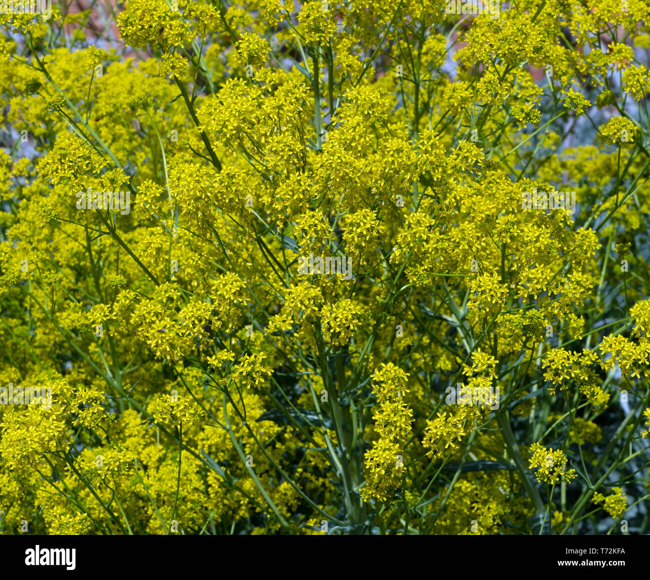 Pastel Isatis tinctoria poussant dans un jardin de fines herbes Banque D'Images