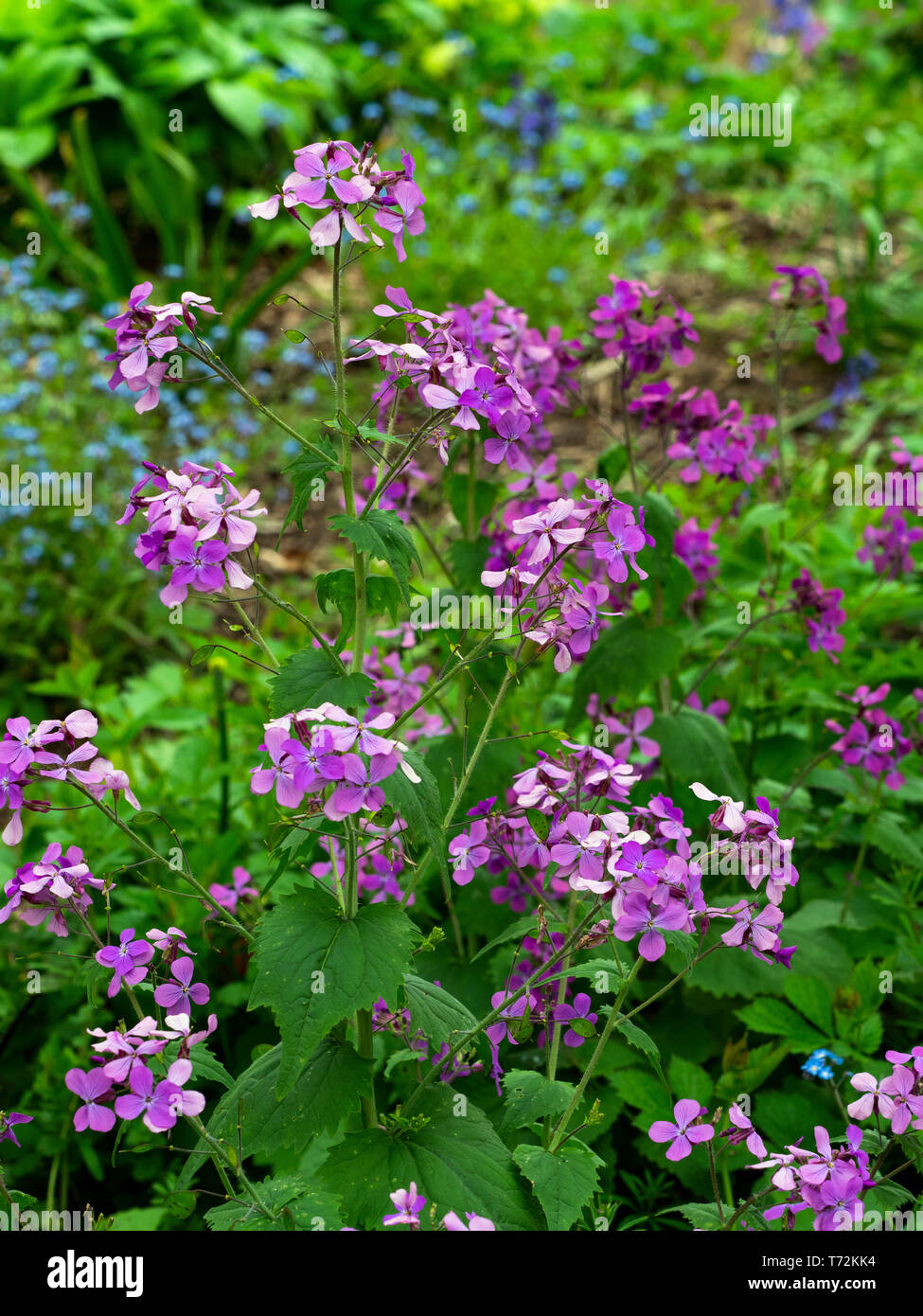 L'honnêteté annuelle Lunaria annua Banque D'Images