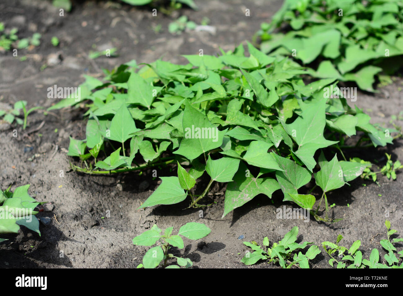 Usine de patates douces de plus en plus, de l'igname dans le jardin légumes Banque D'Images