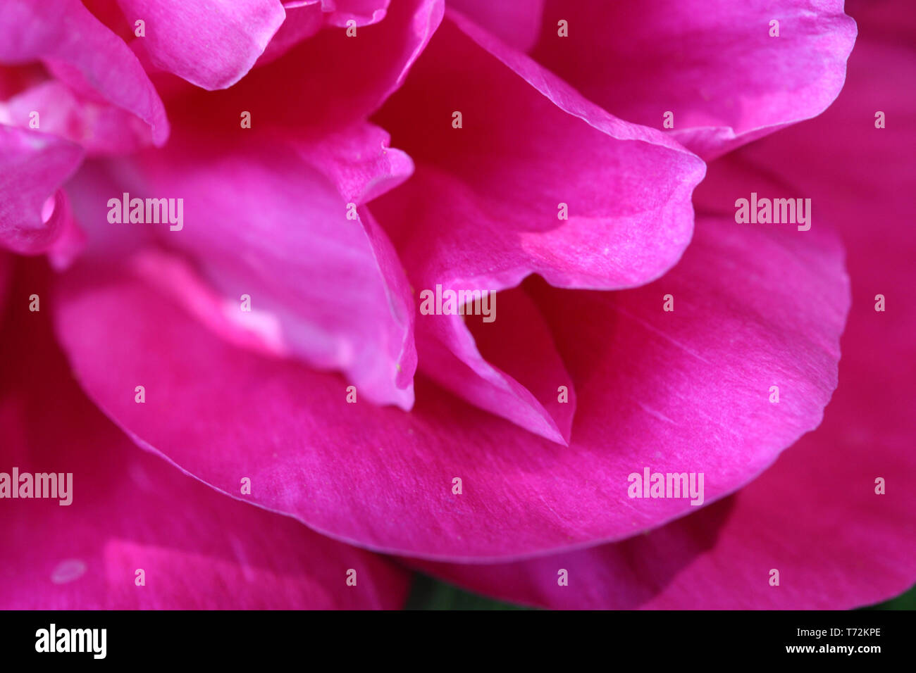 Close up de Paeonia Lactiflora Bol de beauté Banque D'Images