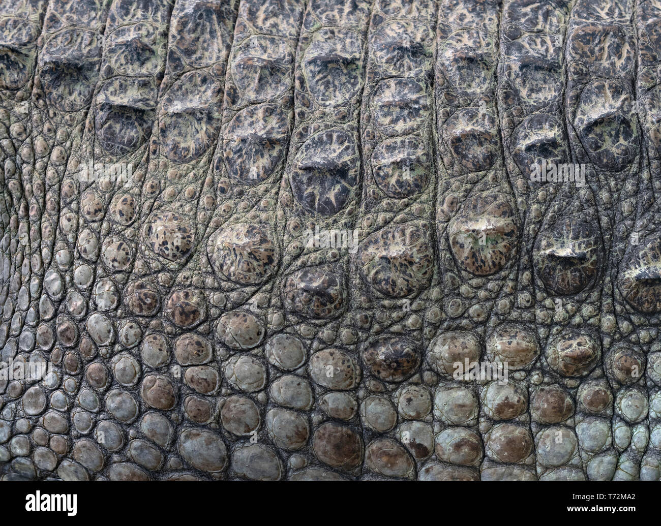 Le crocodile de marais Crocodylus palustris se cache Banque D'Images