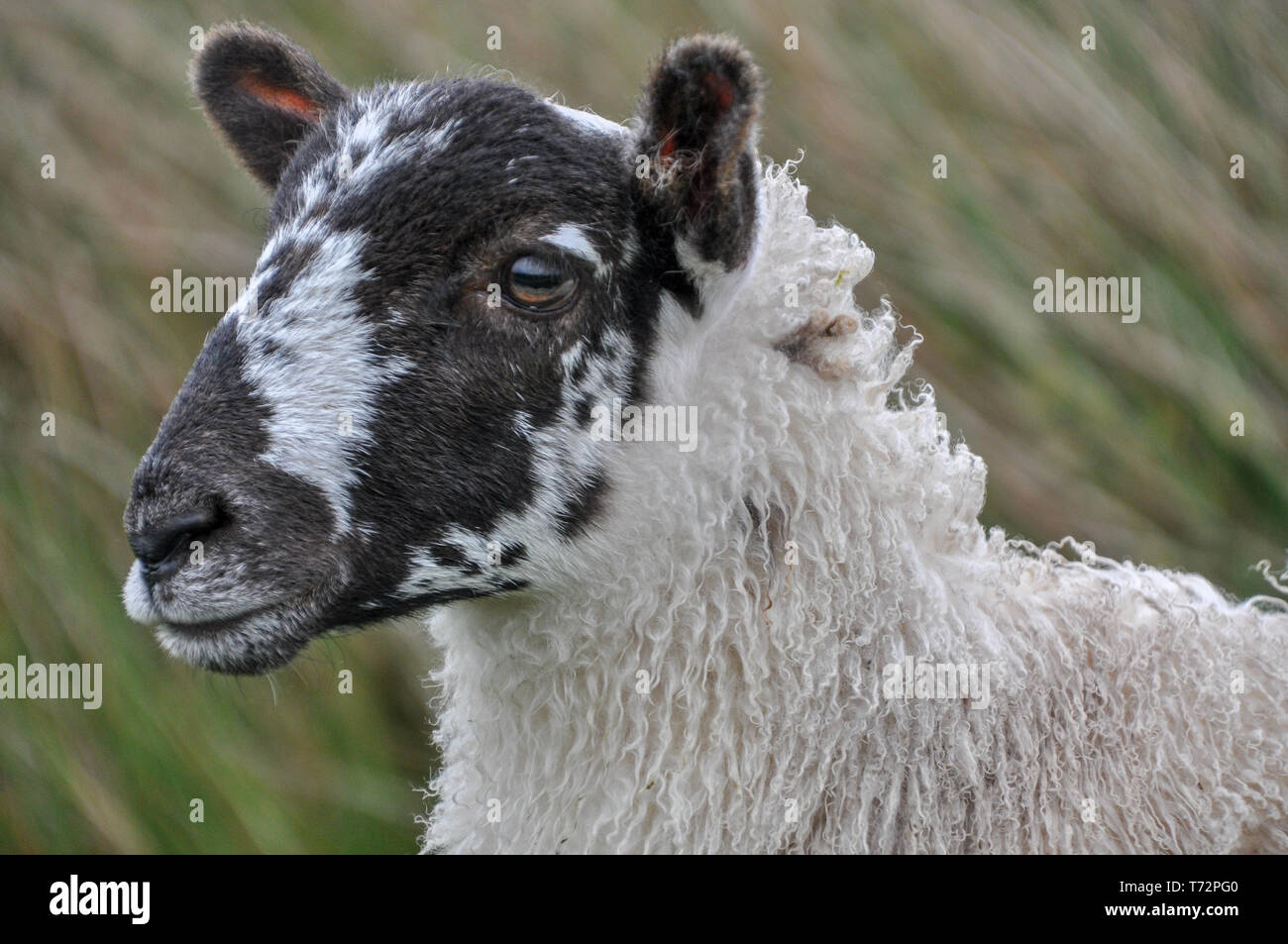 Portrait de jeunes moutons Blackface écossais dans le Nord de l'Angleterre dans les landes, West Yorkshire, England, UK Banque D'Images