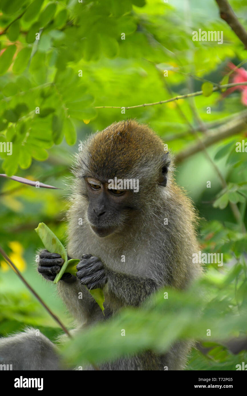 Portrait de jeunes macaques à longue queue, des semences de plantes tente d'ouvrir tout en étant assis sur l'arbre à Singapour Banque D'Images