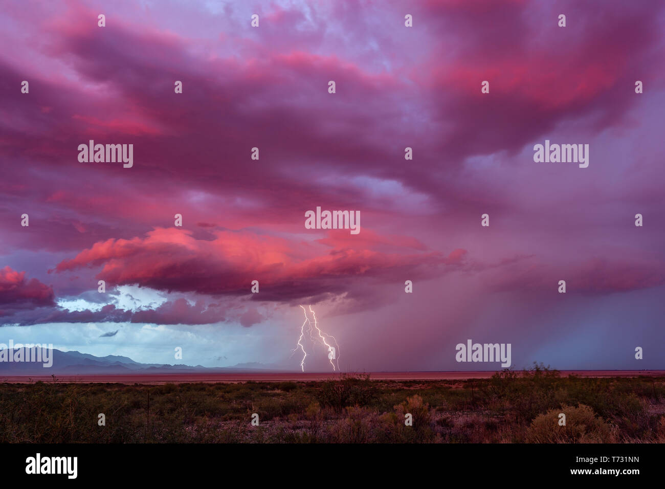 Des éclairs lointains frappent avec des nuages de tempête roses spectaculaires au coucher du soleil dans le désert près de Willcox, Arizona, États-Unis Banque D'Images