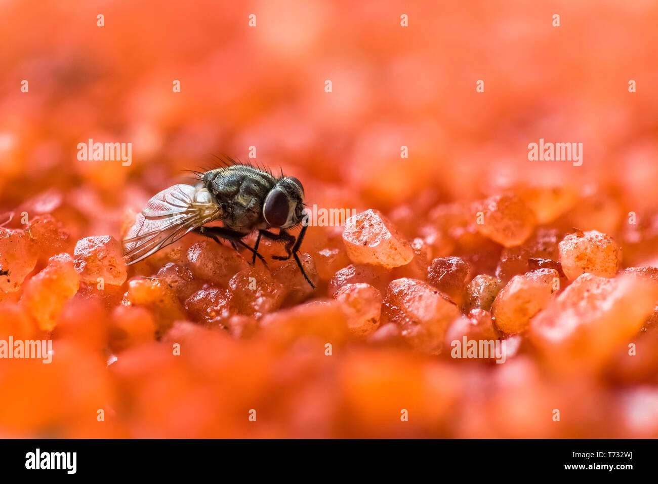 Une macro shot de voler sur un fond orange sucre.chambre close-up insectes Mouche Banque D'Images