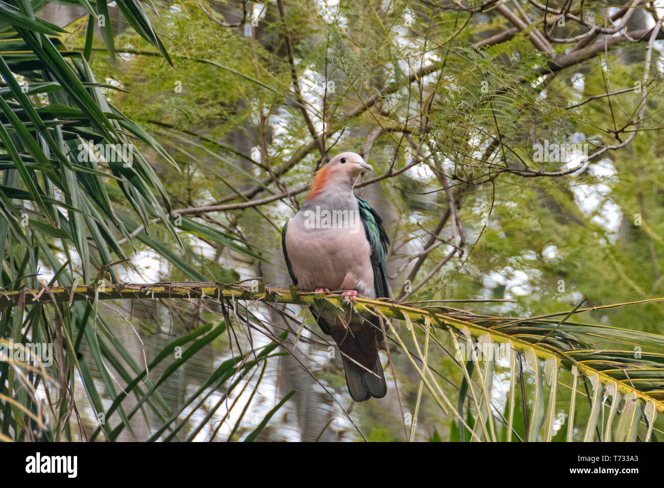 Le livre vert imperial-espèces pigeon est distribué en Inde, au Sri Lanka, le Bhoutan, le Bangladesh, la Chine et l'Asie du sud-est. Ces gros pigeon impérial, espèce Banque D'Images