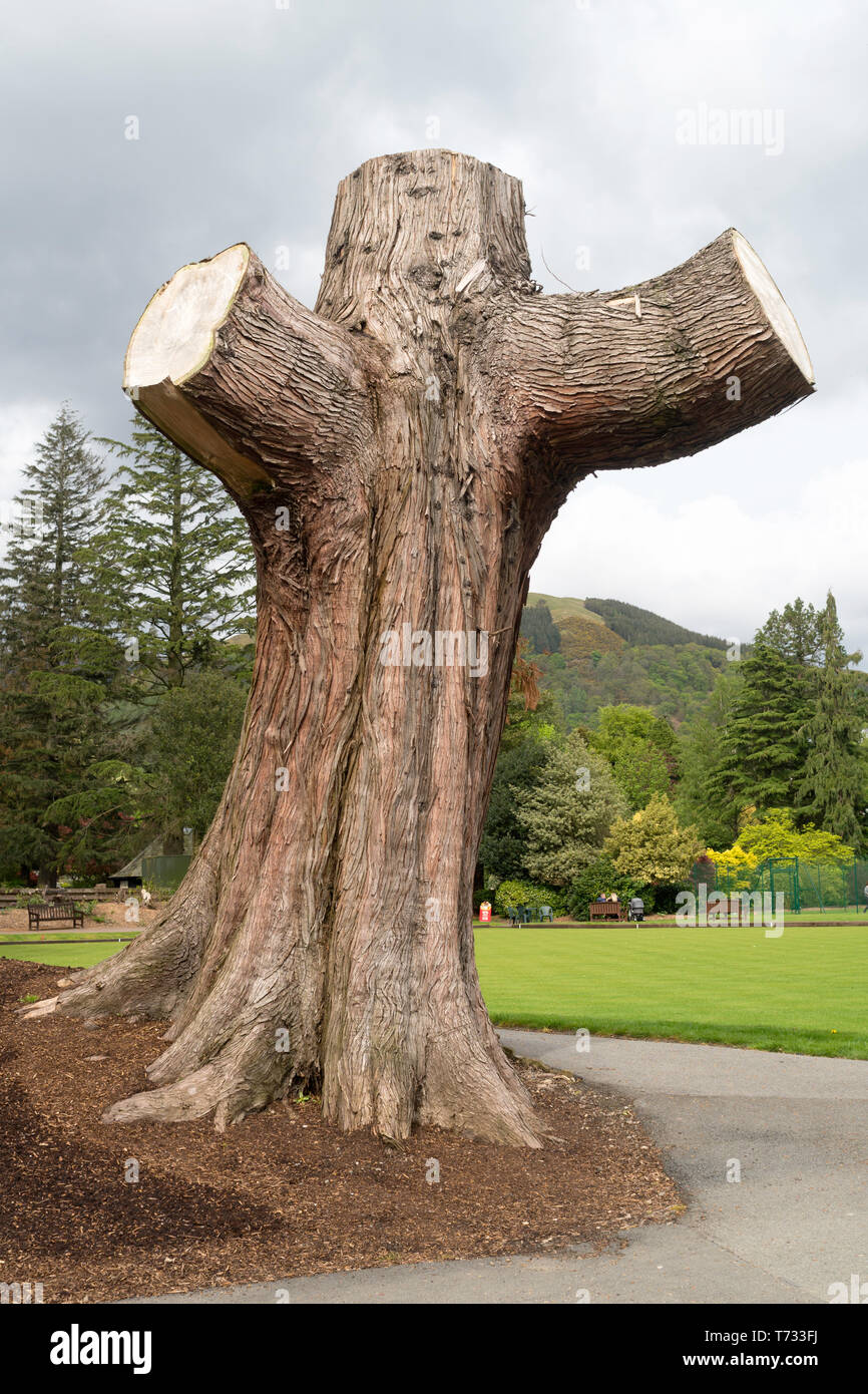 Libellé tronqué pour le tronc de l'arbre dans le parc Fitz Keswick, Cumbria, England, UK Banque D'Images
