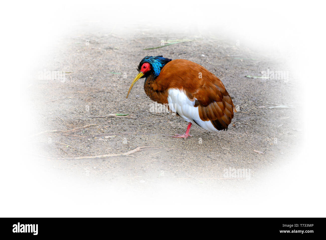 Ibis à tête noire avec irridescent bleu, rouge les jambes et visage rouge, corps brun avec blanc ailes et bec jaune. Banque D'Images