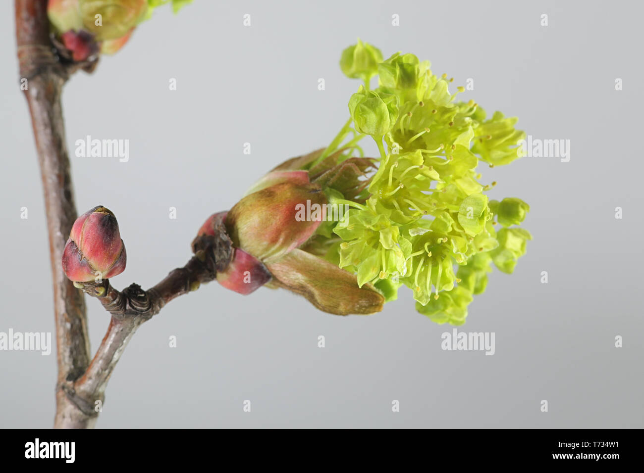 Acer platanoides, connu sous le nom de l'érable de Norvège Banque D'Images