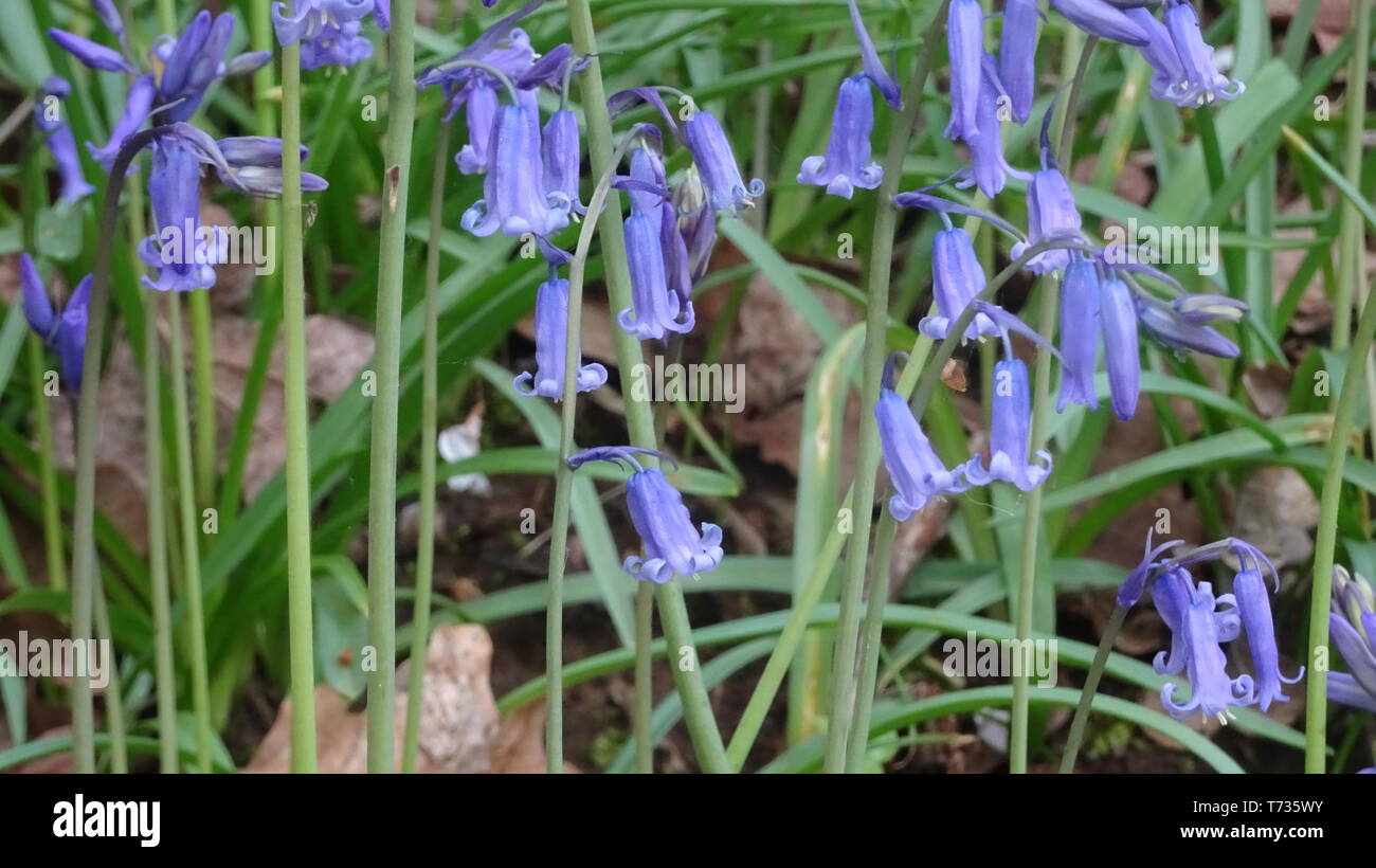 Bluebell Flowers à Bristol woods - Photo prise à Bristol UK Banque D'Images