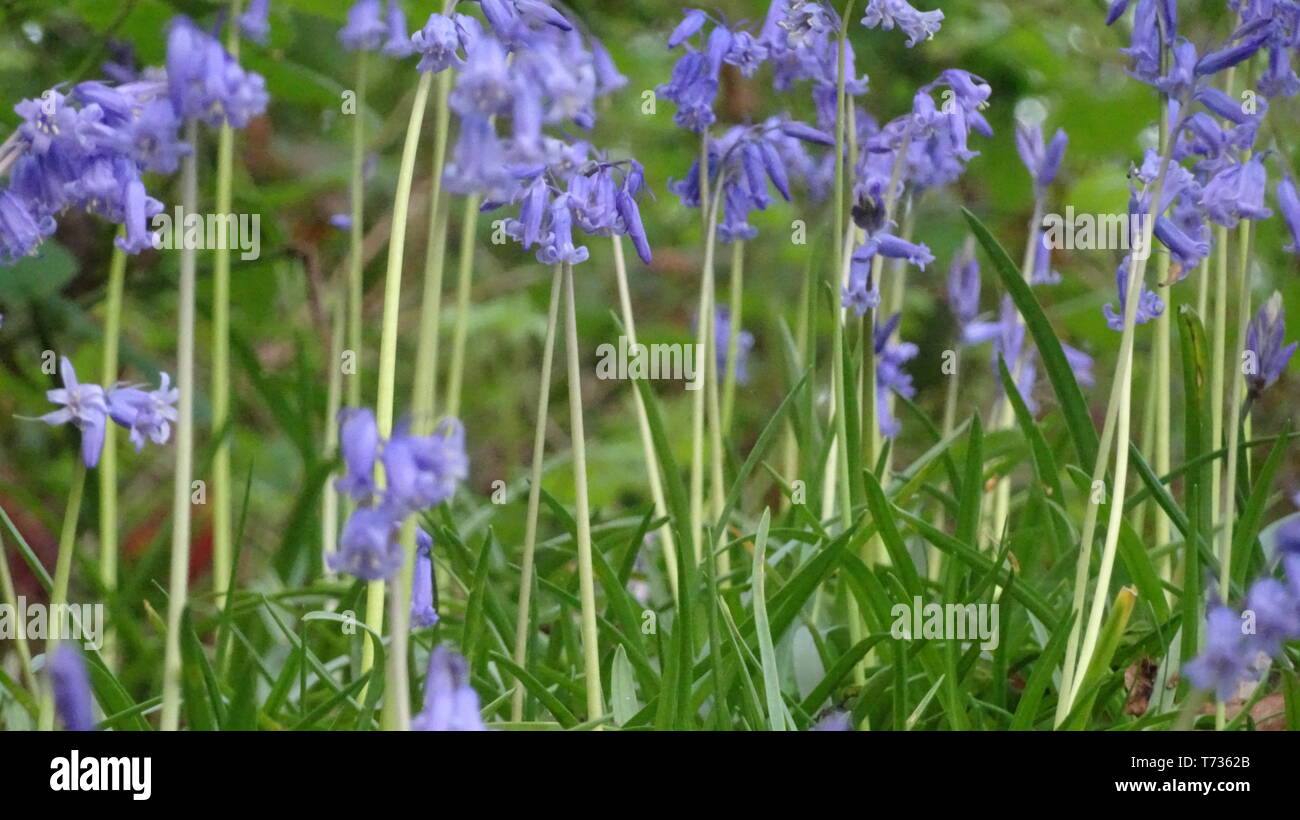 Bluebell Flowers à Bristol woods - Photo prise à Bristol UK Banque D'Images