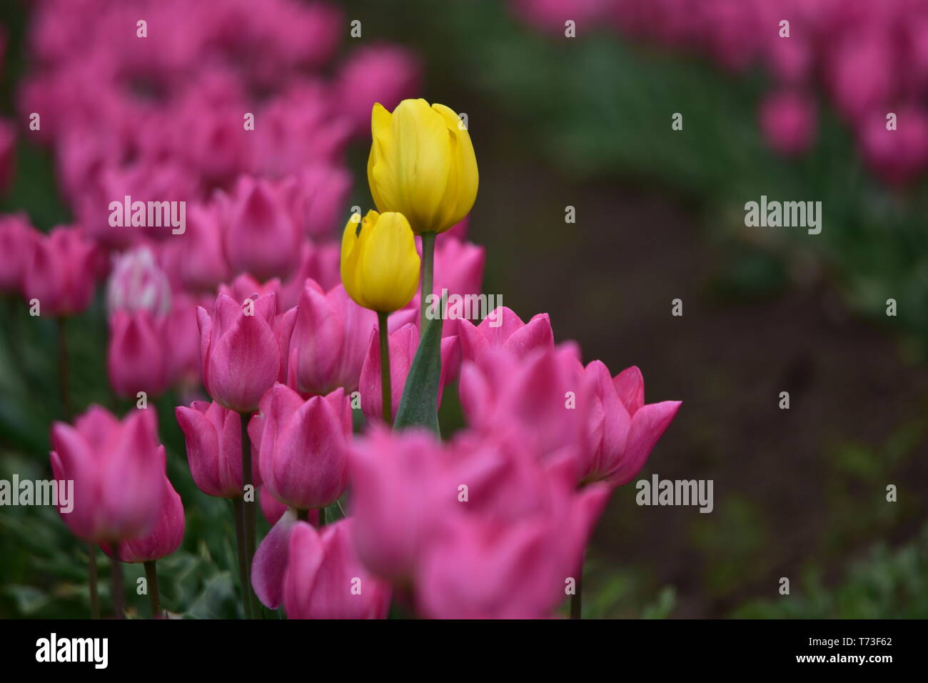 Tulipes de sabots de bois mixtes à Tulip Festival à Woodburn Oregon Banque D'Images