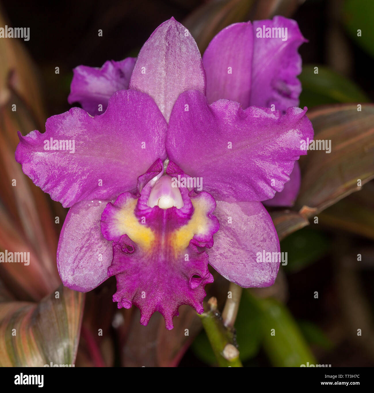 Rouge spectaculaire orchidée, fleur, Rumes Cattleya x 'Chute de la tromperie et des taches de cuivre' sur fond sombre Banque D'Images