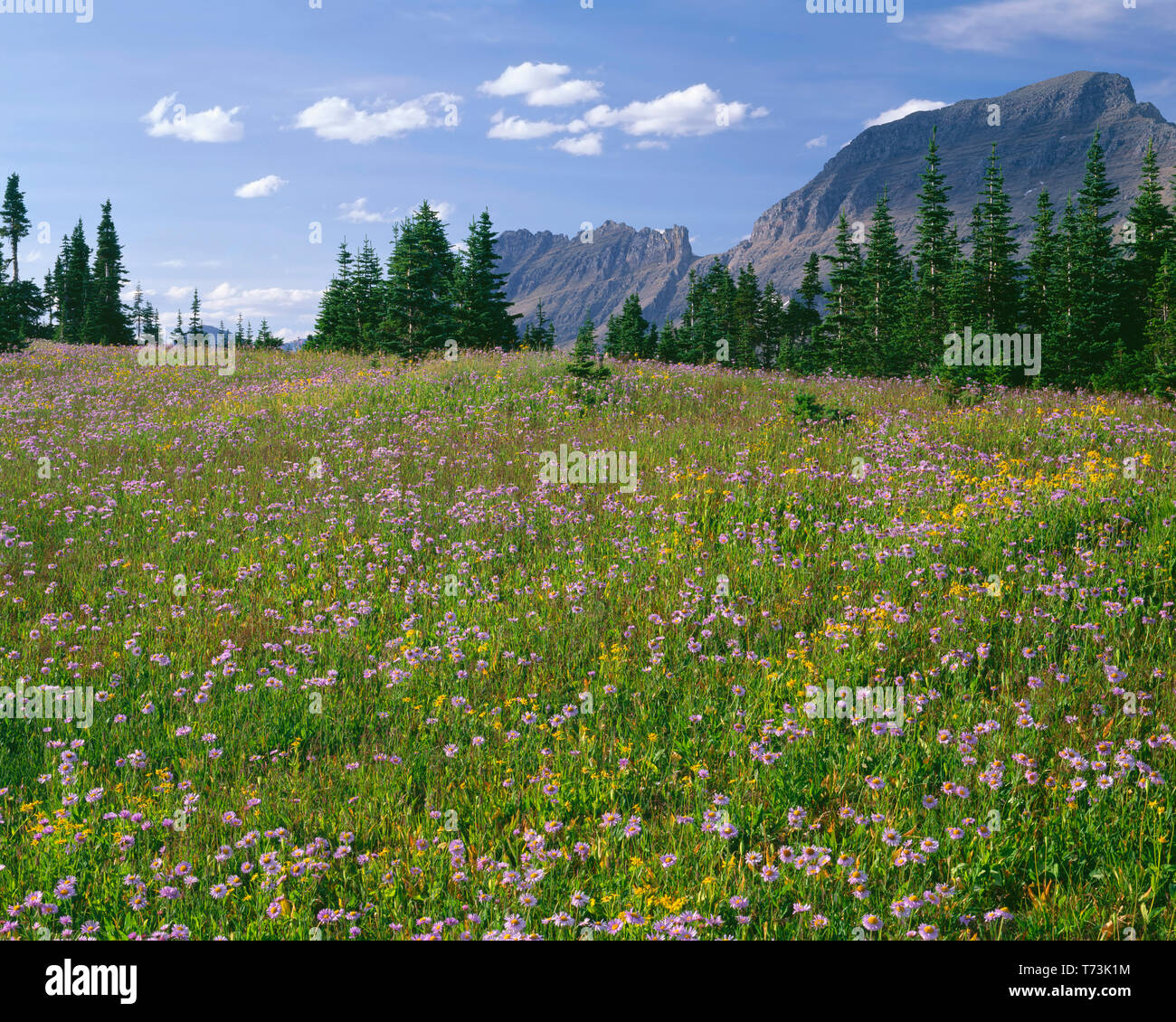 USA, Montana, le parc national des Glaciers, de prairie et d'arnica vergerette près de Logan Pass, Mount Gould (à droite) s'élève au loin. Banque D'Images