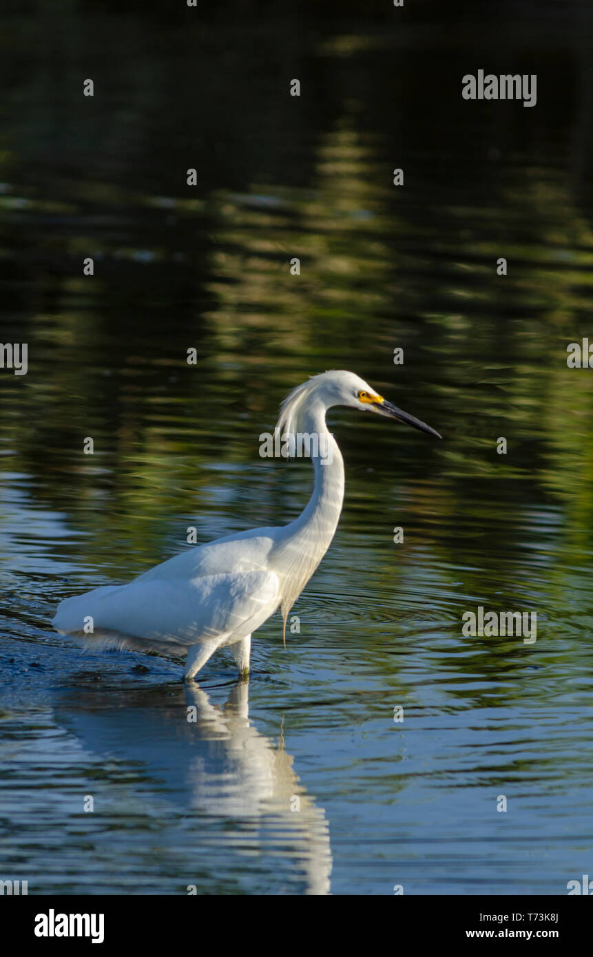 Aigrette neigeuse (Egretta thula) le long de l'étang du Parc Expo d'​Shore à petits poissons, Aurora Colorado nous. Photo prise en juillet. Banque D'Images