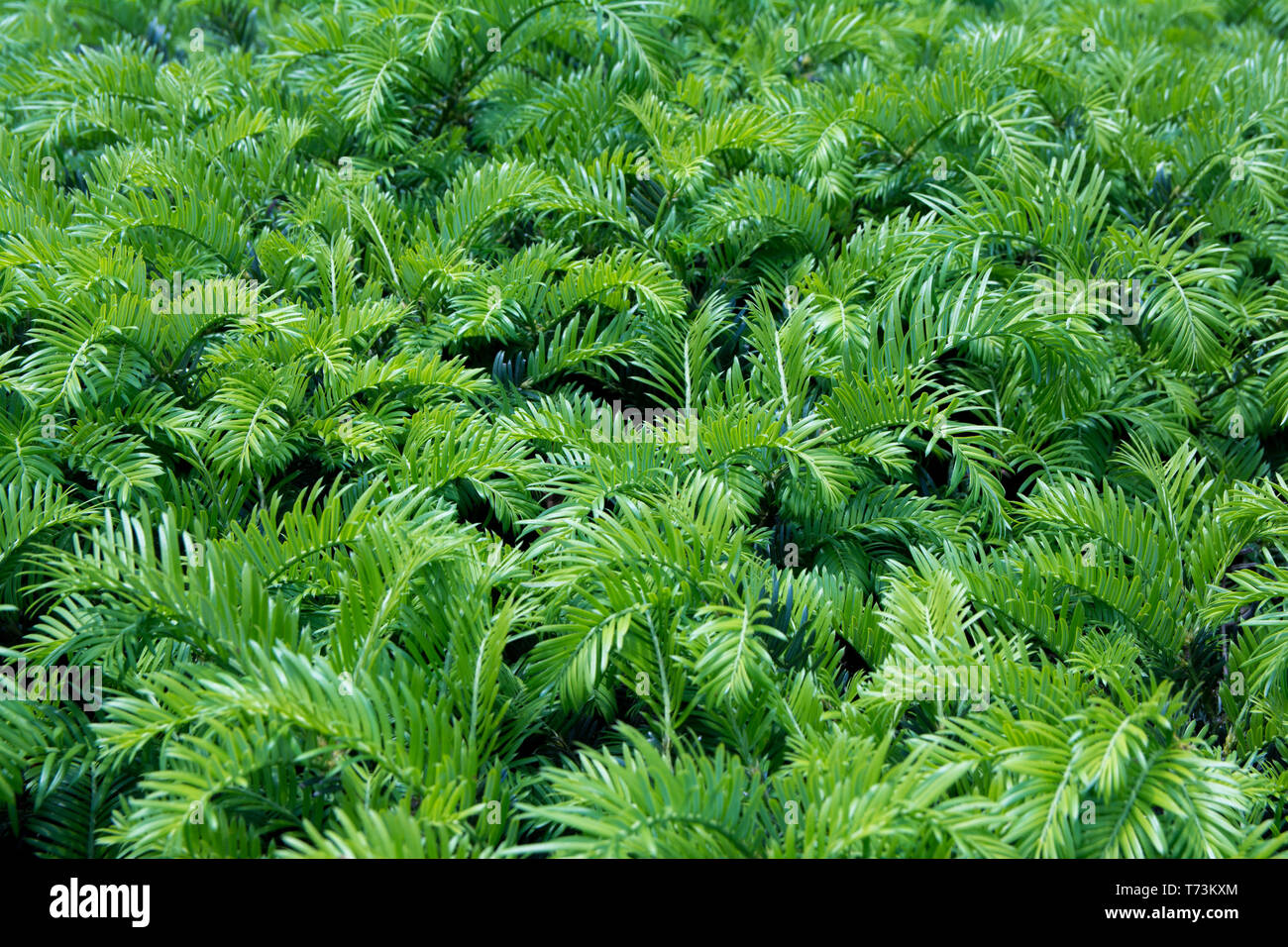 Arbre arrière-plan magnifique green leafs Banque D'Images