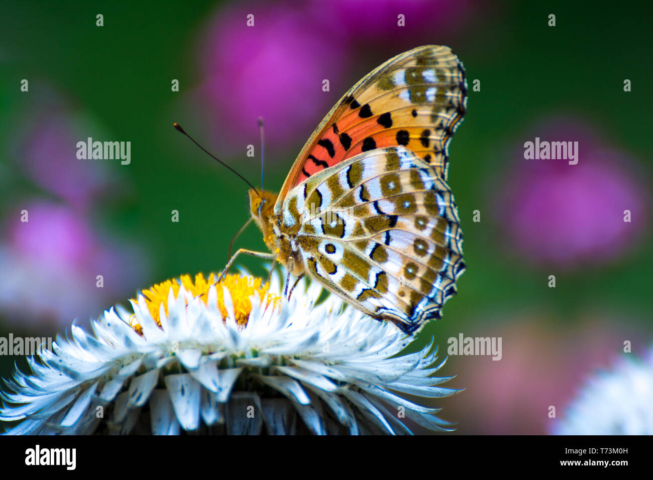 Beau papillon sur fleur blanche Banque D'Images