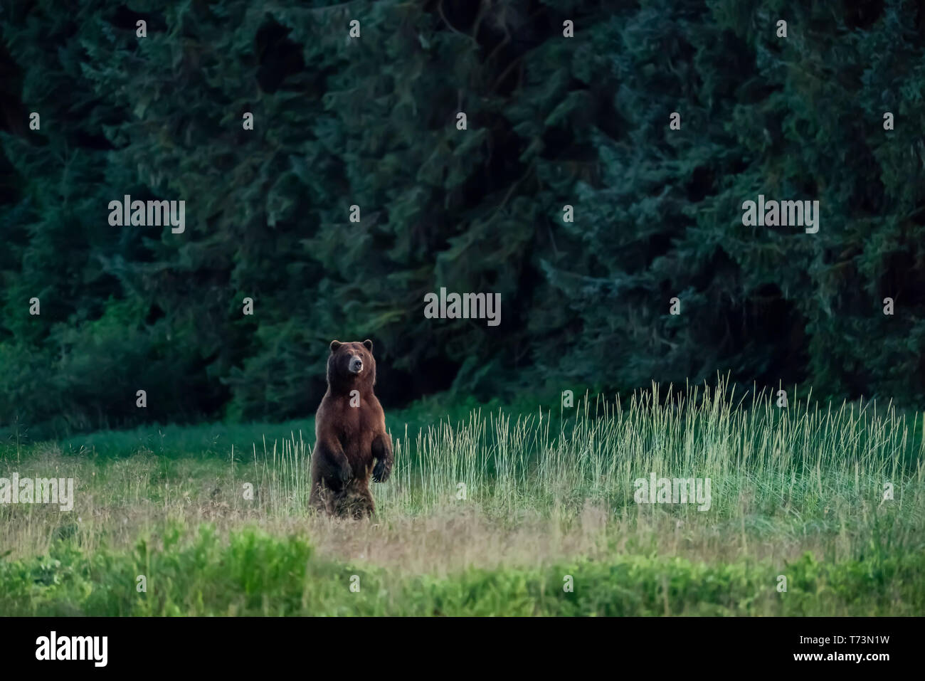 Ours brun (Ursus arctos), Île de l'amirauté, la Forêt Nationale Tongass, sud-est de l'Alaska ; Alaska, États-Unis d'Amérique Banque D'Images