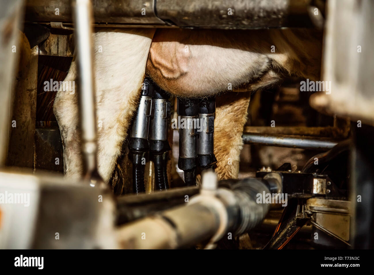 Close-up de traire la vache Holstein tétines et tasses à l'aide de lasers pour l'équipement de traite automatisée robotique sur une ferme laitière, au nord d'Edmonton Banque D'Images