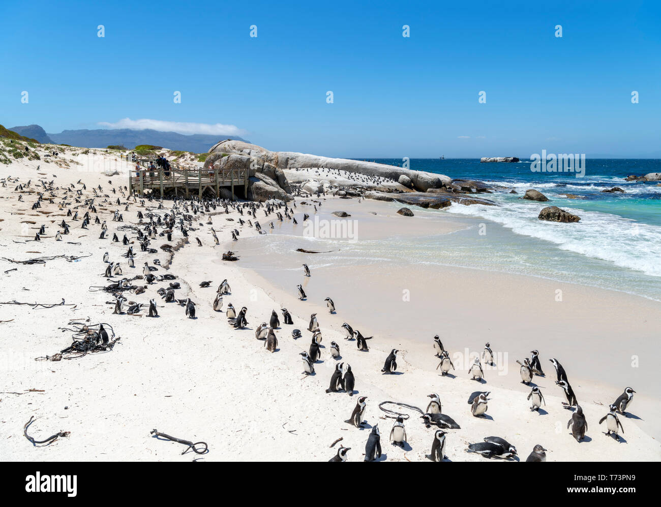 Colonie de pingouins africains (Spheniscus demersus) à la plage de Boulders, Simon's Town, Cape Town, Western Cape, Afrique du Sud Banque D'Images