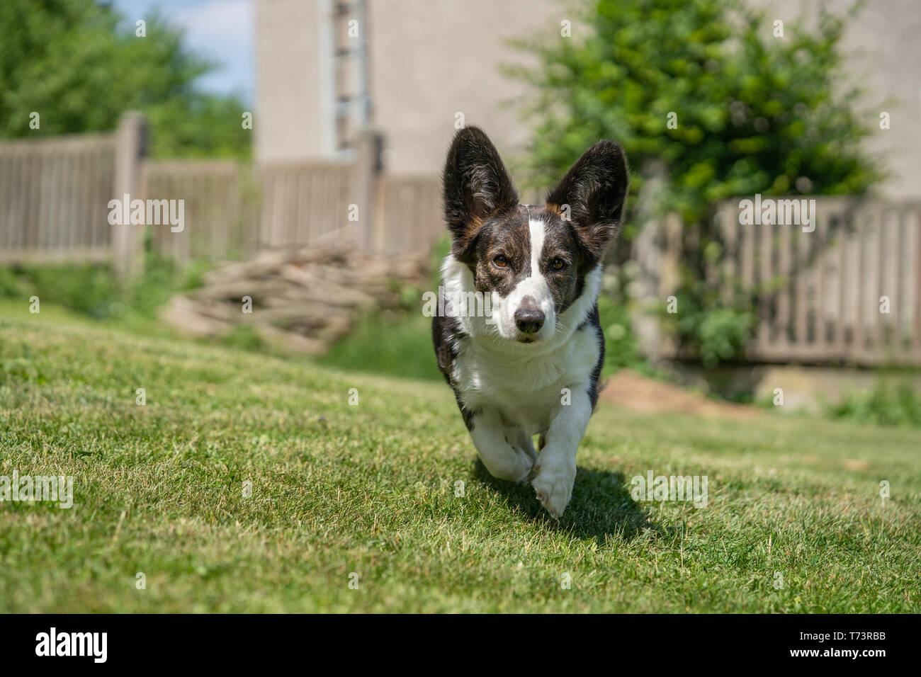Portrait de Welsh Corgi Cardigan Banque D'Images