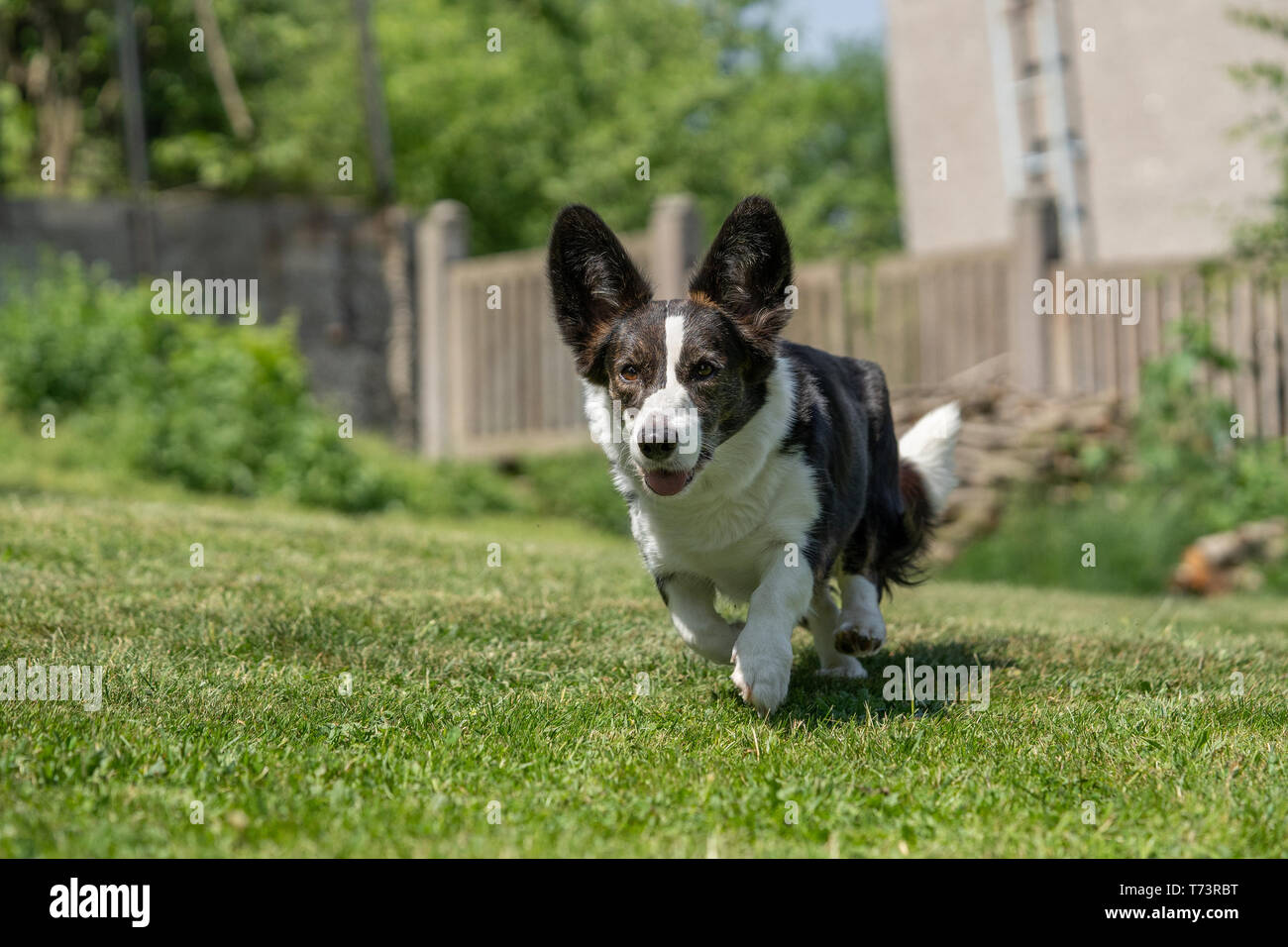 Portrait de Welsh Corgi Cardigan Banque D'Images