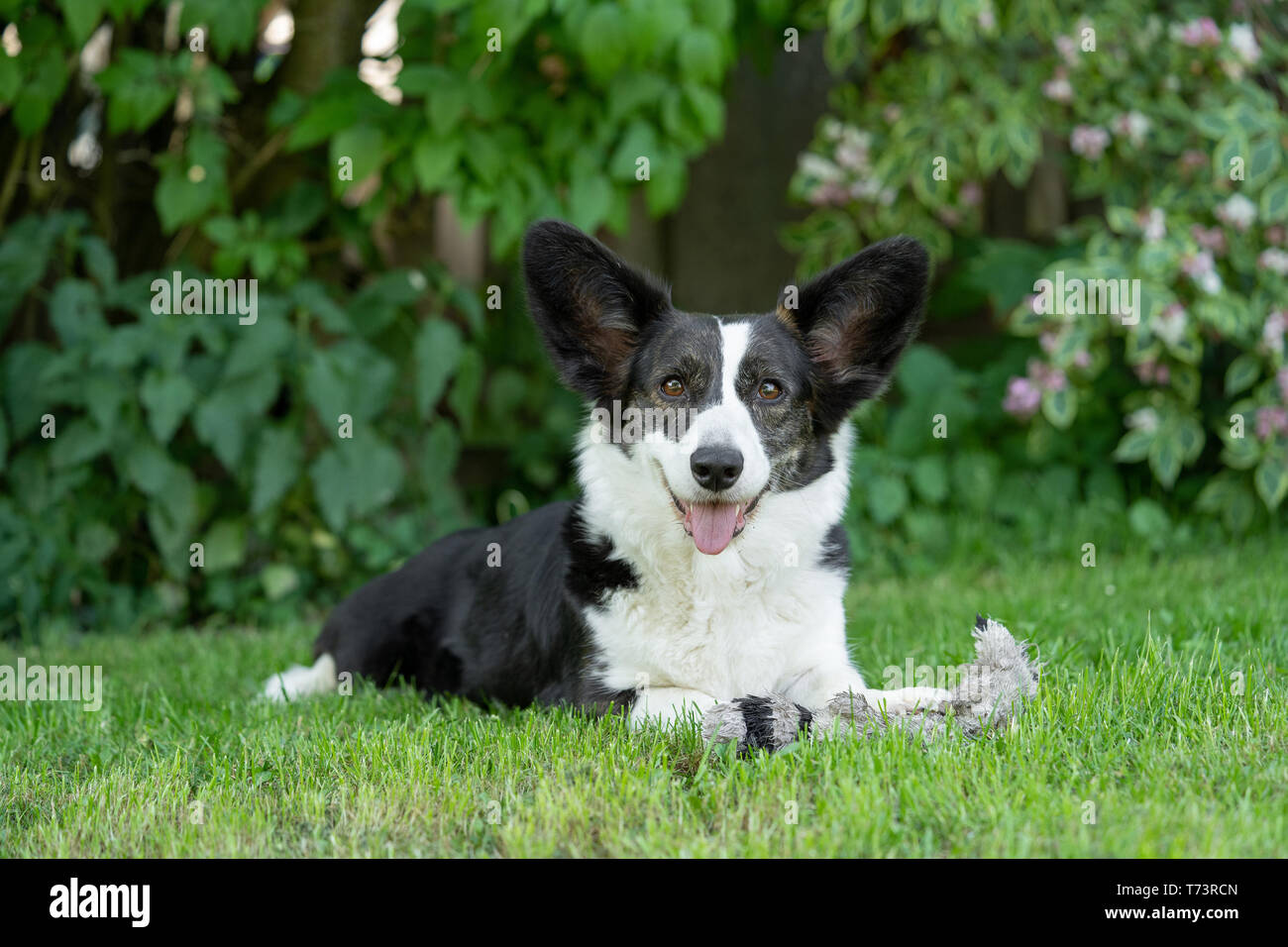 Portrait de Welsh Corgi Cardigan Banque D'Images