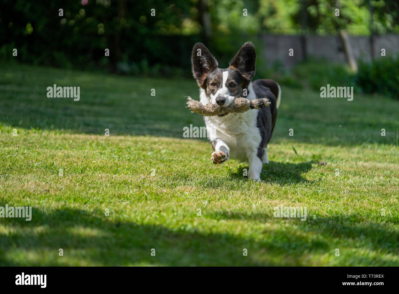 Portrait de Welsh Corgi Cardigan Banque D'Images