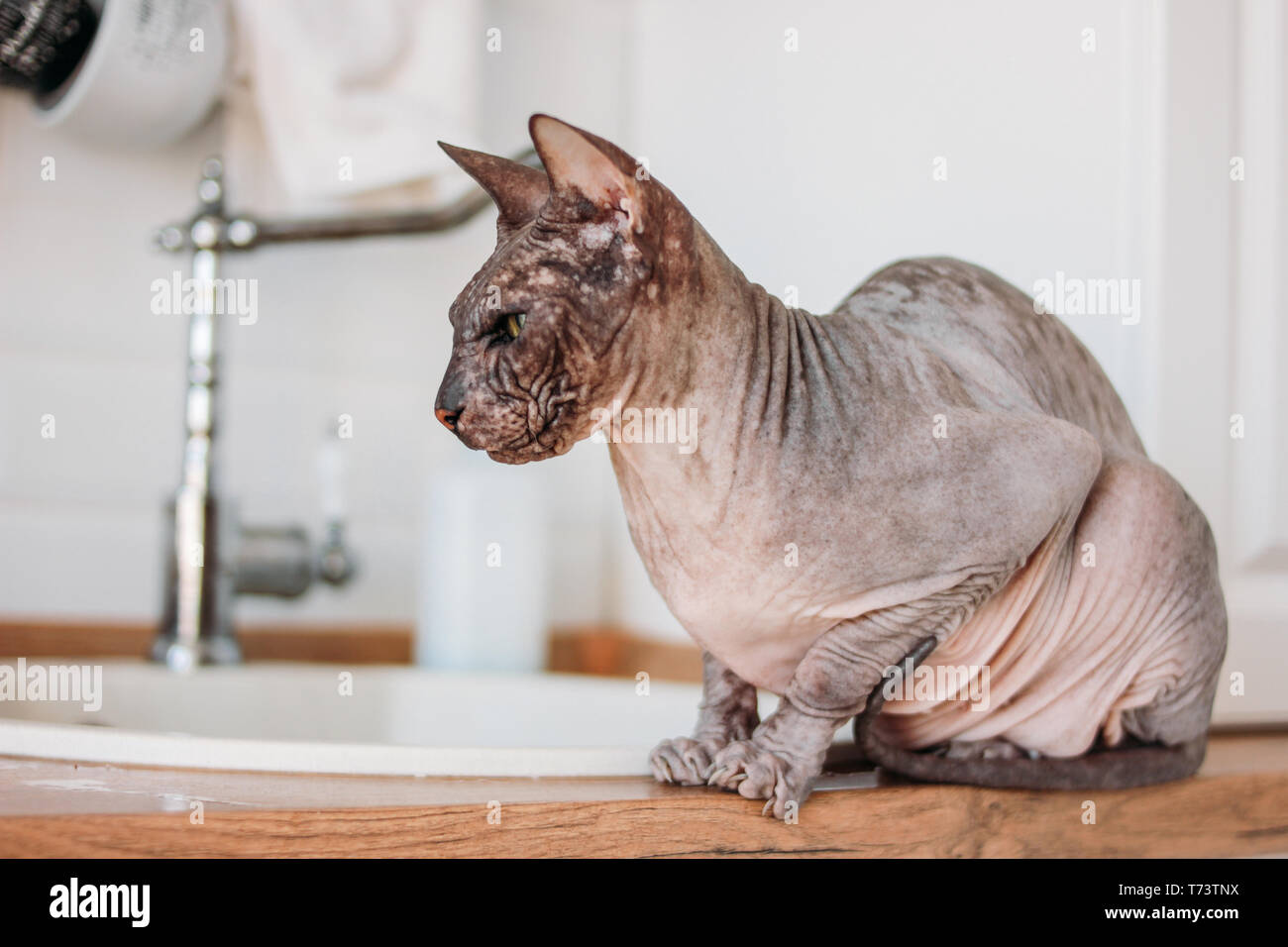 Chat de race sphynx à tête tabby gris assis sur la cuisine Banque D'Images