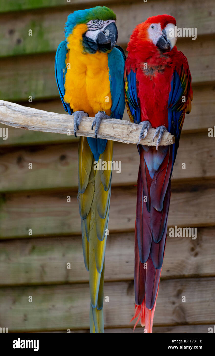 Scarlet Macaw et bleu et jaune, perroquets colorés à longue queue oiseaux exotiques close up Banque D'Images