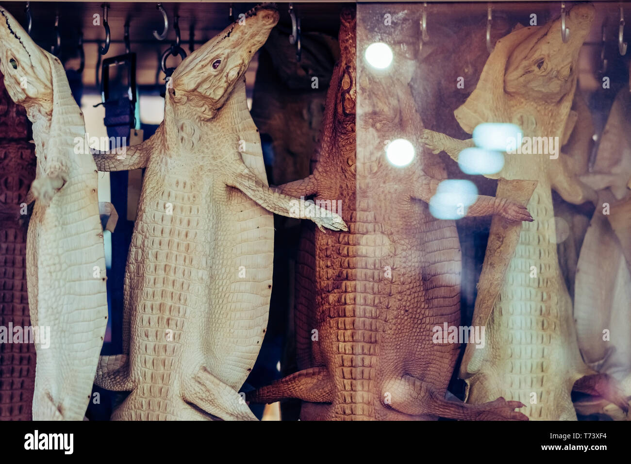 L'ensemble de jeune cuir croco est suspendu à la vente soit utilisé dans les animaux en peluche en vietnamien de boutiques de souvenirs. Banque D'Images